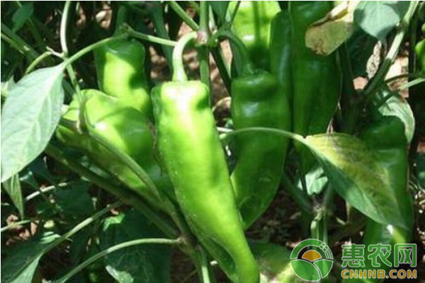 無公害辣椒豐產(chǎn)栽培技術(shù)要點及田間管理措施