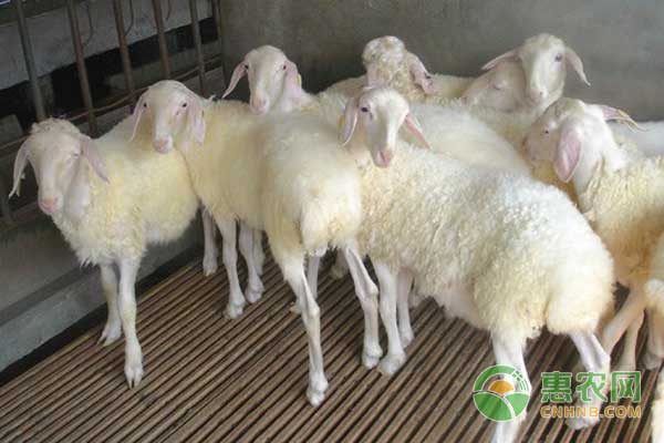 种羊与羊羔怎么管理？种羊羊羔饲养管理要点