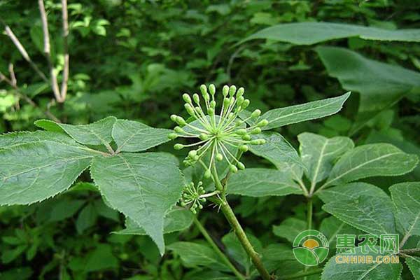 中藥材刺五加種植技術