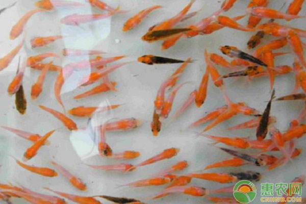 春季魚種科學(xué)放養(yǎng)的技術(shù)要點(diǎn)