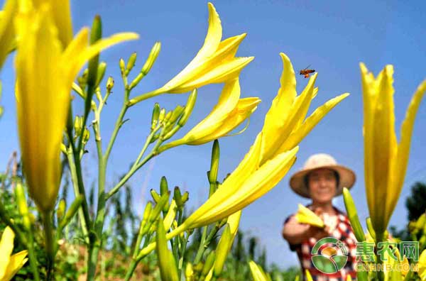 黄花菜高产规范化栽培技术