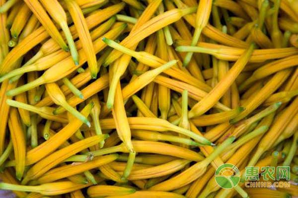 黄花菜高产规范化栽培技术