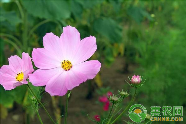 華南亞熱帶地區(qū)波斯菊栽培技術(shù)及其應(yīng)用