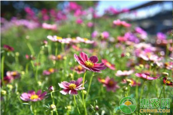 華南亞熱帶地區(qū)波斯菊栽培技術(shù)及其應(yīng)用