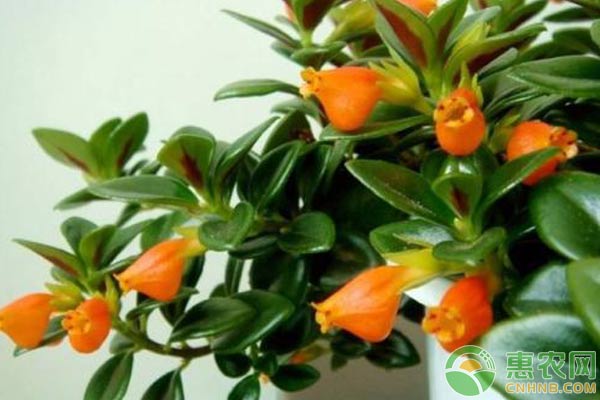 金魚吊蘭怎么養(yǎng)？金魚吊蘭養(yǎng)植技術及花期管理