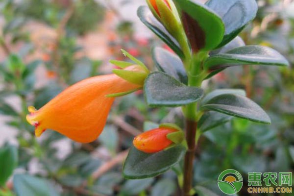 金魚吊蘭怎么養(yǎng)？金魚吊蘭養(yǎng)植技術及花期管理