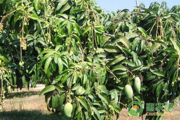 芒果葉緣焦枯的原因及癥狀有哪些？（附防治方法）