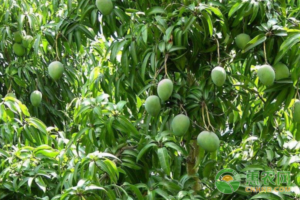 芒果葉緣焦枯的原因及癥狀有哪些？（附防治方法）