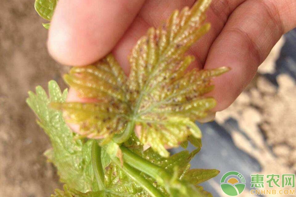 葡萄綠盲蝽的防治技術