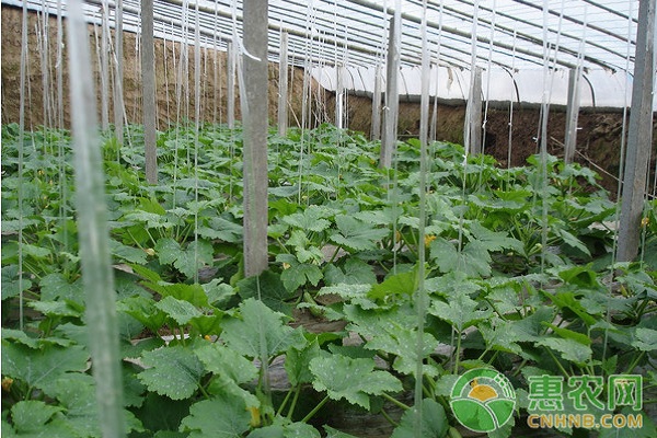 淺析設(shè)施蔬菜病蟲害綠色防控技術(shù)