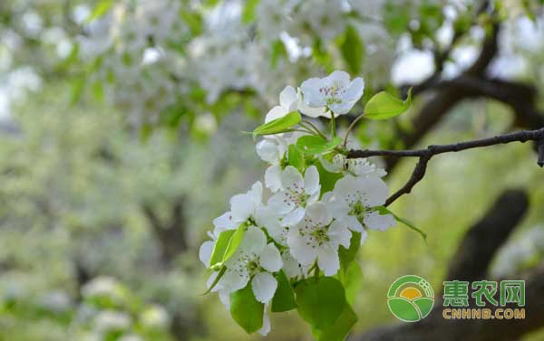 春季梨樹花期管理方案
