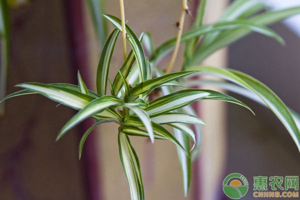 吊蘭種植技術