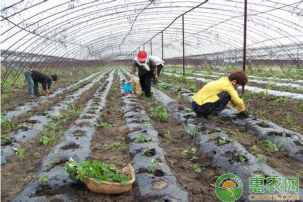 淺析設(shè)施蔬菜病蟲害綠色防控技術(shù)