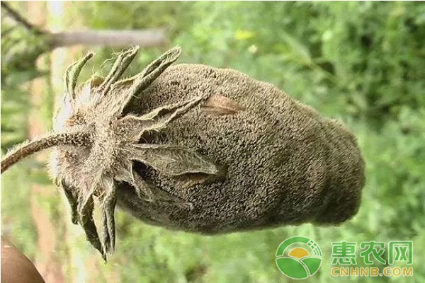 草莓灰霉病發(fā)病條件