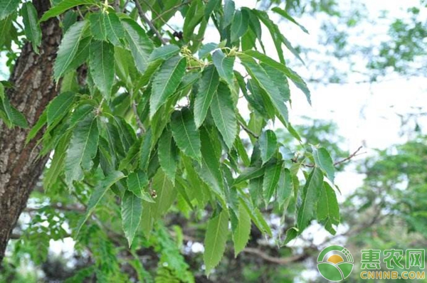 麻櫟用材林豐產(chǎn)栽培技術(shù)