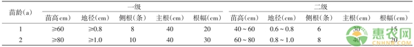 麻櫟1～2a生苗木質(zhì)量等級(jí)