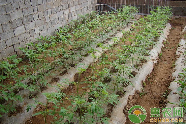 淺析設(shè)施蔬菜病蟲害綠色防控技術(shù)