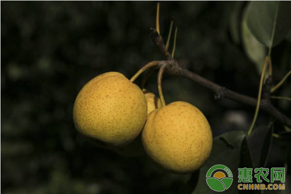 果樹人工輔助授粉技術(shù)