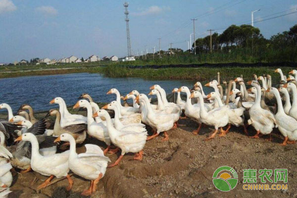 夏季鵝軟腳病與啄羽癖怎么防治？