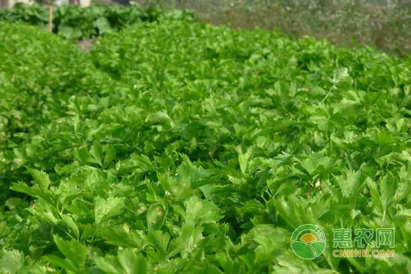蔬菜細(xì)菌性病害有哪些特點(diǎn)？怎么有效防治？