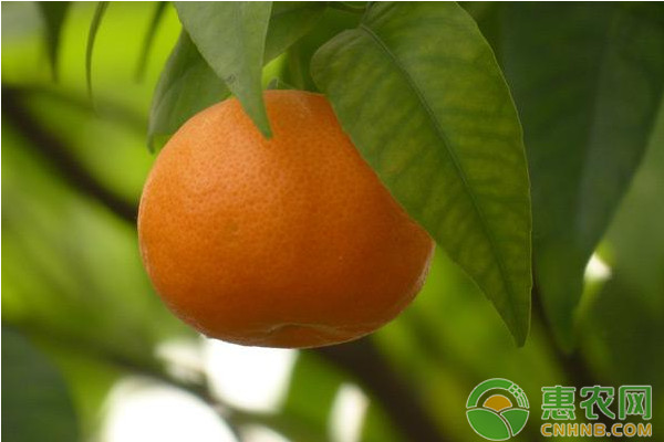 淺談柑橘花果期關(guān)鍵管理技術(shù)