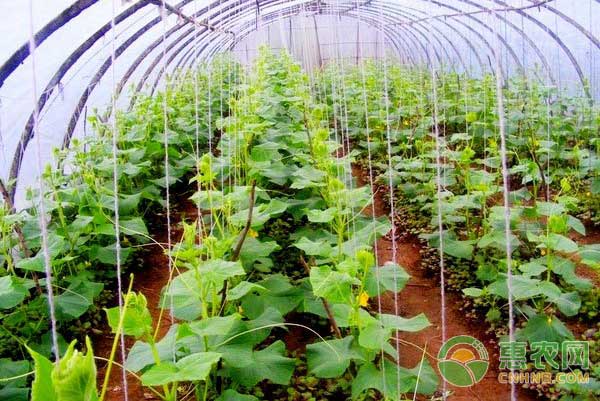 蔬菜細(xì)菌性病害有哪些特點(diǎn)？怎么有效防治？