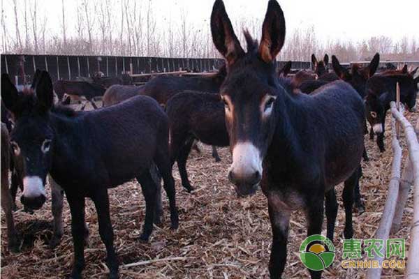 繁殖母驢怎么飼養(yǎng)管理？繁殖母驢的飼養(yǎng)管理技術(shù)