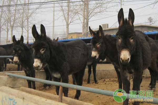 繁殖母驢怎么飼養(yǎng)管理？繁殖母驢的飼養(yǎng)管理技術(shù)