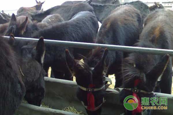 繁殖母驢怎么飼養(yǎng)管理？繁殖母驢的飼養(yǎng)管理技術(shù)