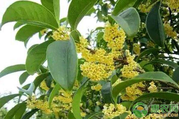 月桂枯斑病怎么防治？月桂種植技術(shù)及病蟲害防治措施