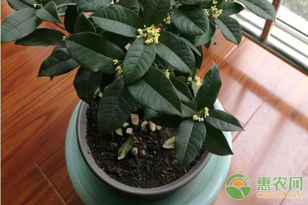 月桂枯斑病怎么防治？月桂種植技術(shù)及病蟲害防治措施