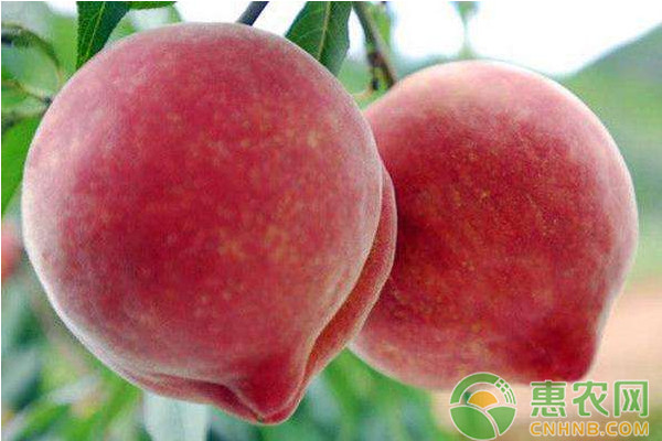 桃树芽苗早果丰产栽培技术