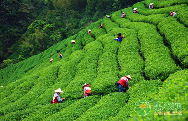 春茶期主要病蟲及防治措施
