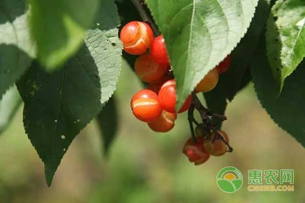 櫻桃栽培技術(shù)