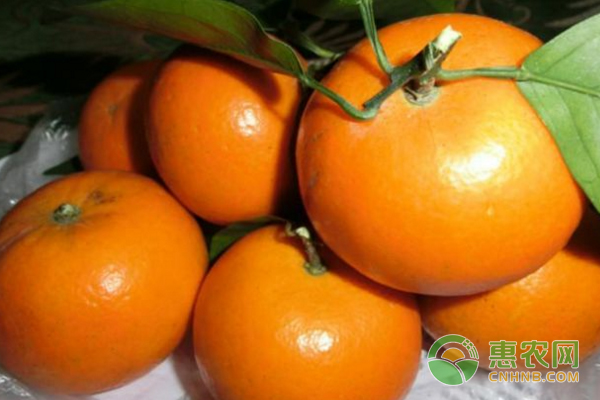 沃柑、茂谷柑3-4月份施肥管理要點