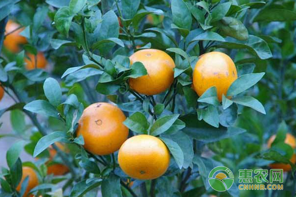 沃柑、茂谷柑3-4月份施肥管理要點