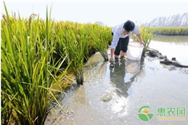 稻魚共育生態(tài)控害技術(shù)