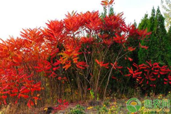火炬樹繁殖方式及養(yǎng)殖要點