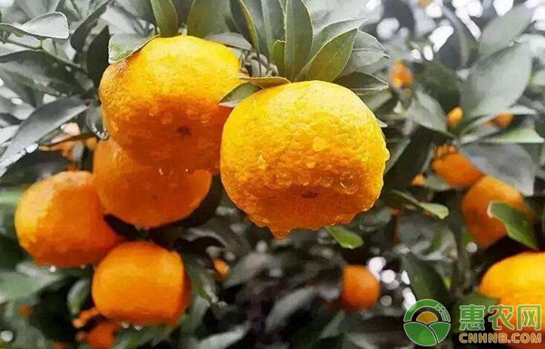 新余蜜桔