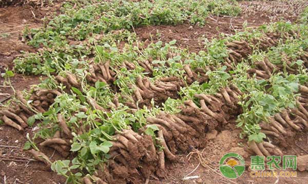 葛根種植技術(shù)