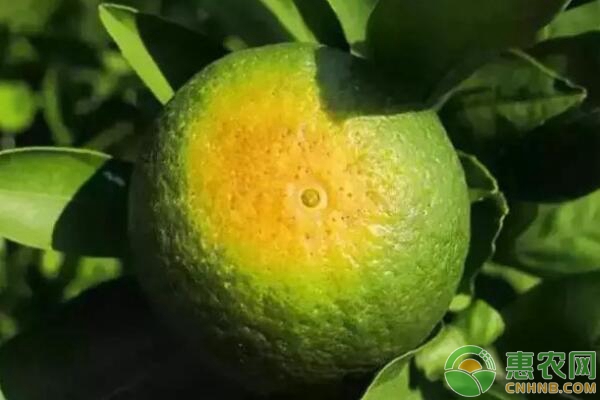 柑橘日灼病