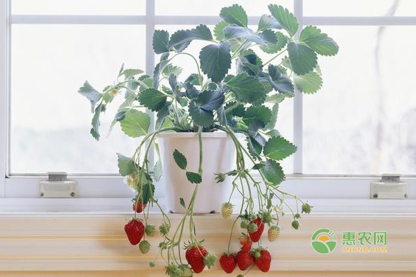草莓盆栽種植技巧