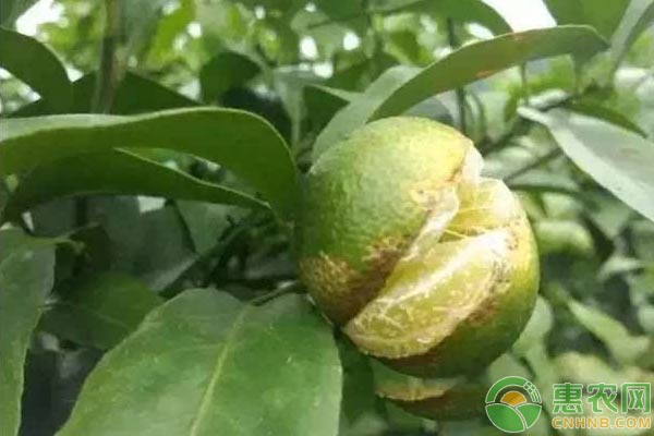 柑橘日灼病發(fā)生規(guī)律、癥狀及急救措施