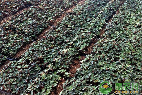 秦巴山區(qū)金線蓮林下仿野生種植技術(shù)