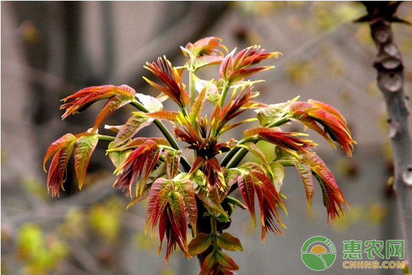 香椿種植如何實(shí)現(xiàn)高產(chǎn)？香椿芽高產(chǎn)配套栽培技術(shù)