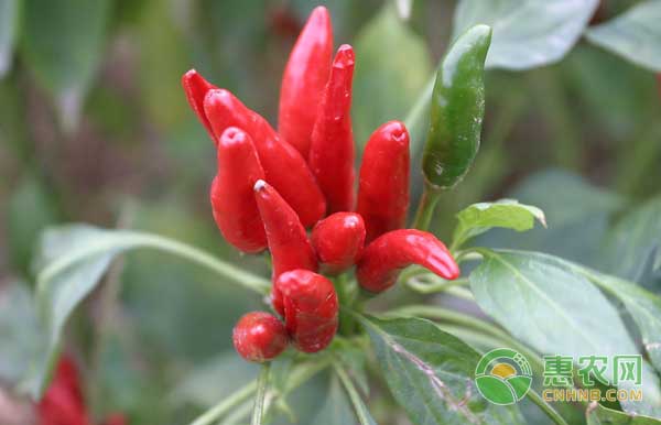 四月份適合種植哪些蔬菜？四月農(nóng)事管理一覽表