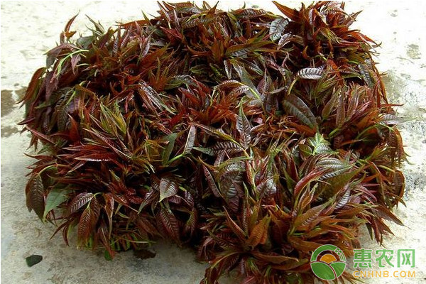 香椿種植如何實(shí)現(xiàn)高產(chǎn)？香椿芽高產(chǎn)配套栽培技術(shù)