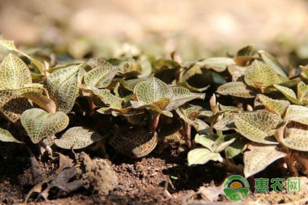 秦巴山區(qū)金線蓮林下仿野生種植技術(shù)