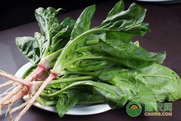早春菠菜怎么高產(chǎn)種植？