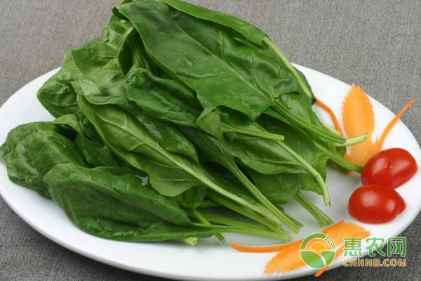 早春菠菜種植技術(shù)講解